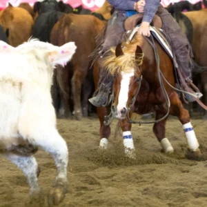 Cutting & Team Penning